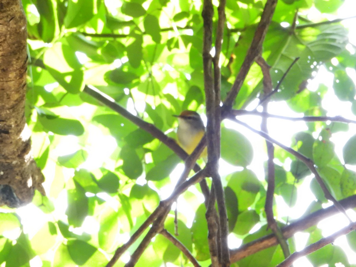 Mountain Tailorbird - ML613451908