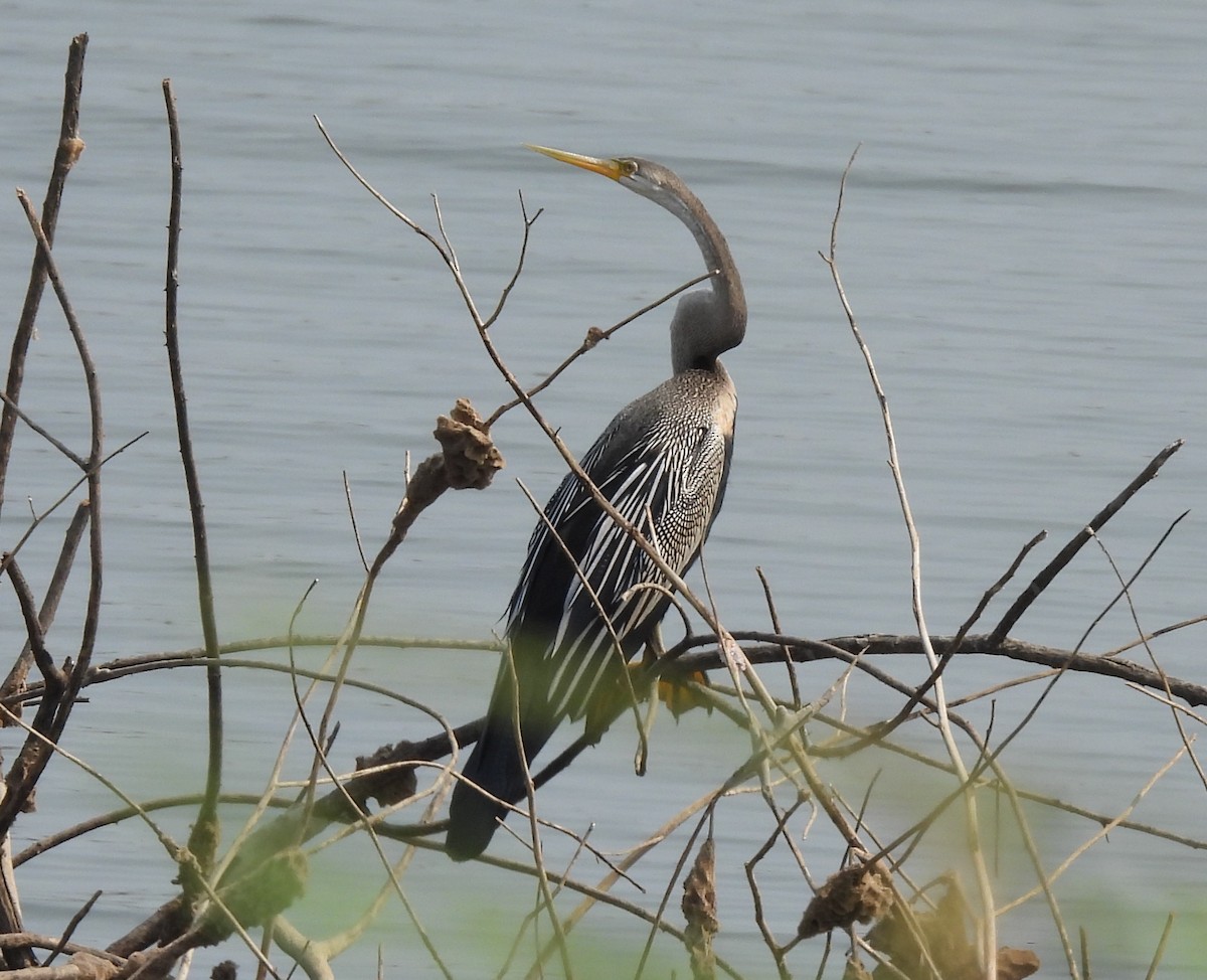 Anhinga roux - ML613451922