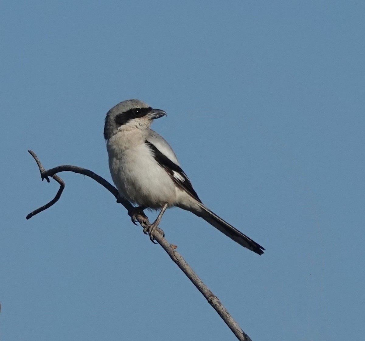 Great Gray Shrike (Indian) - ML613451931