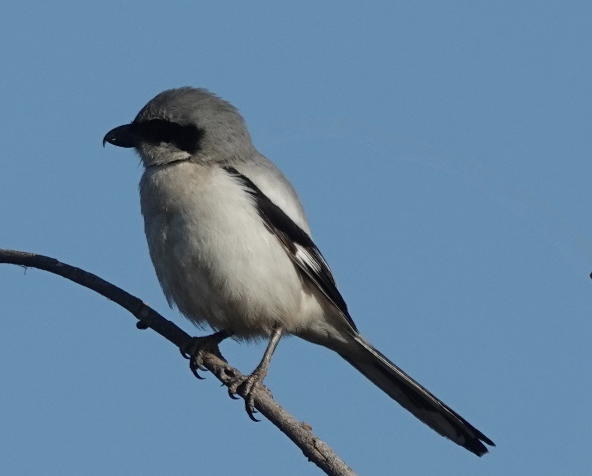 Great Gray Shrike (Indian) - ML613451932