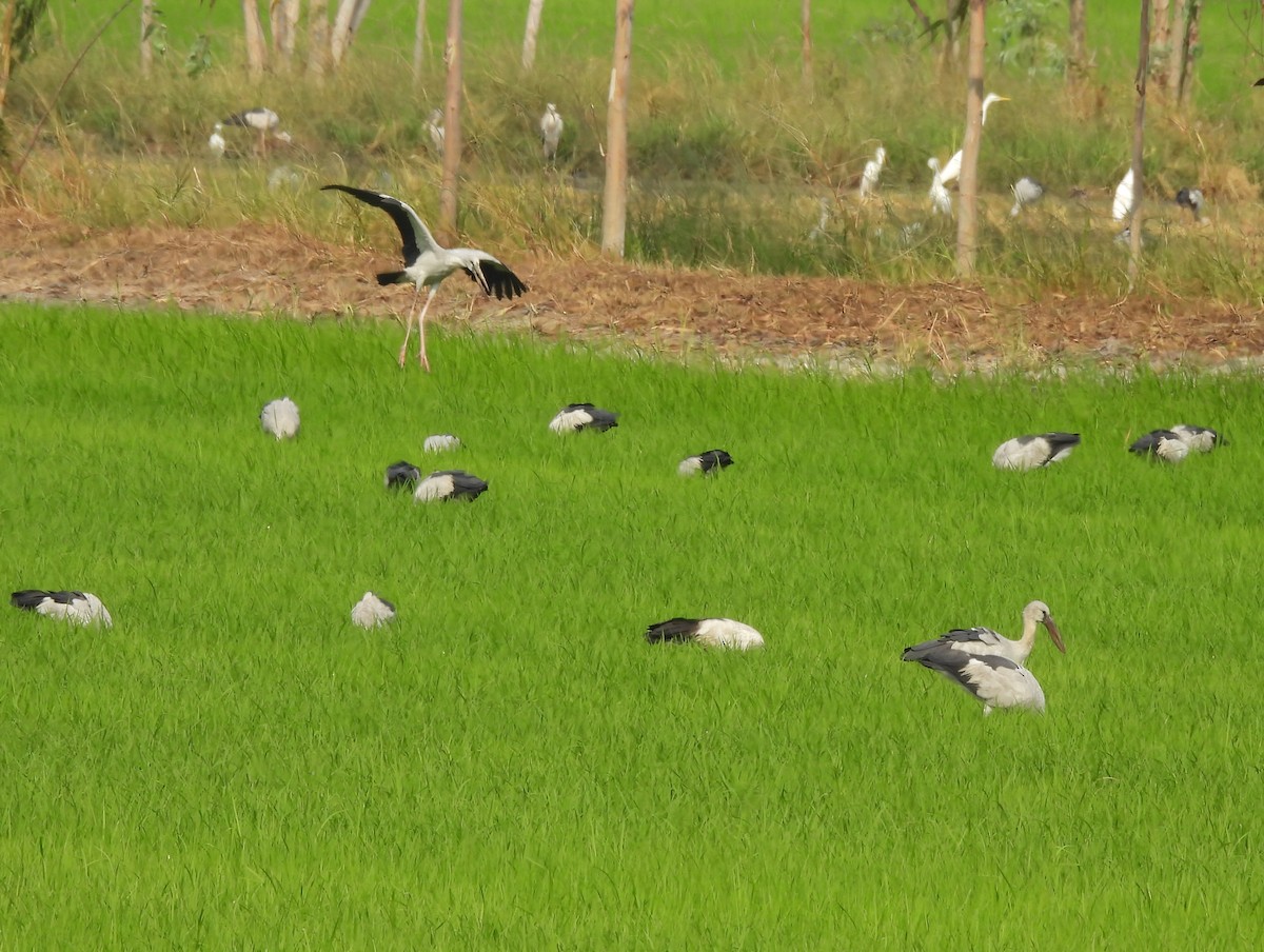 Asian Openbill - Gerald Moore