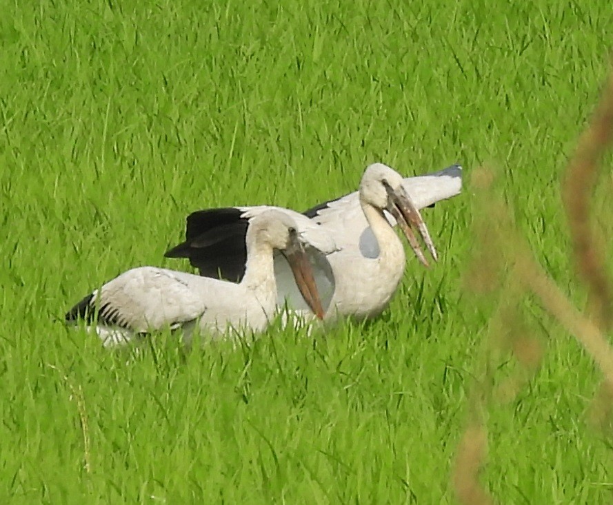 Asian Openbill - ML613451953