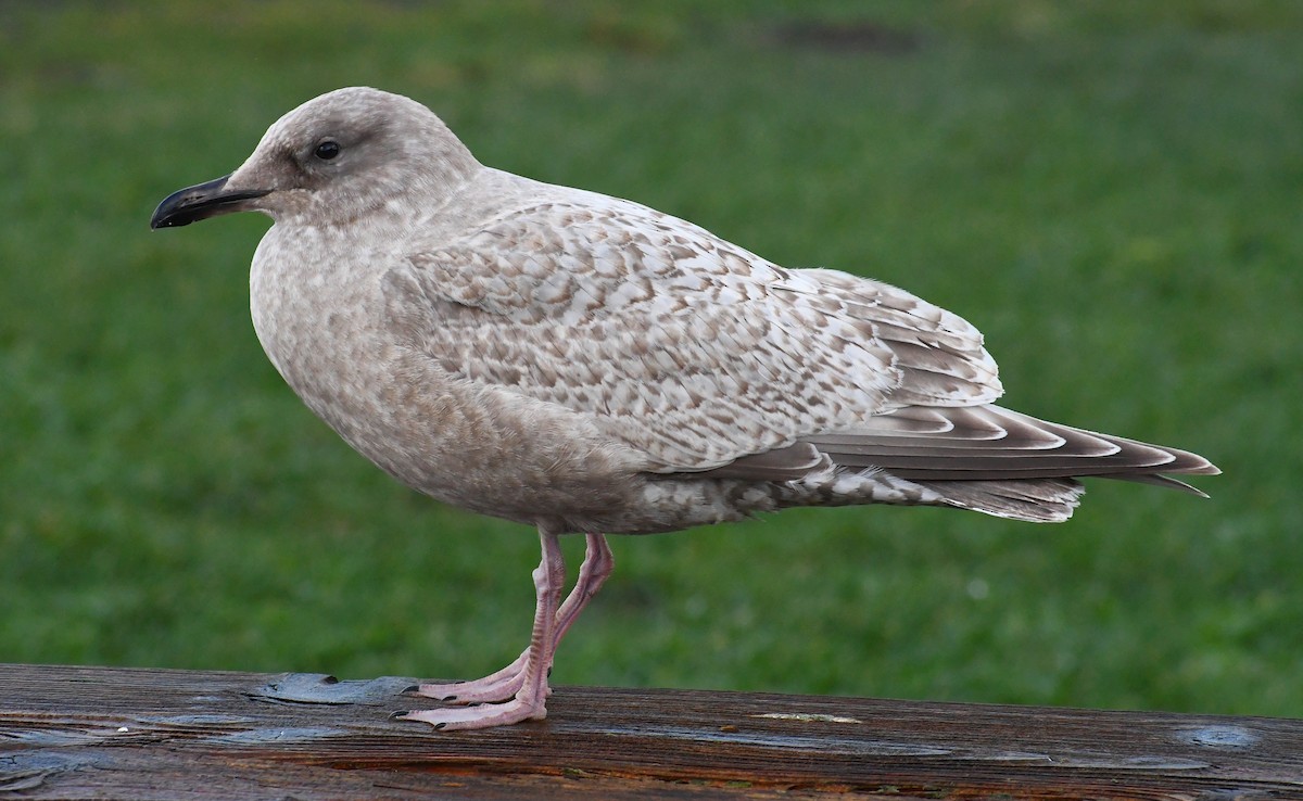 Gaviota Groenlandesa (thayeri) - ML613451973