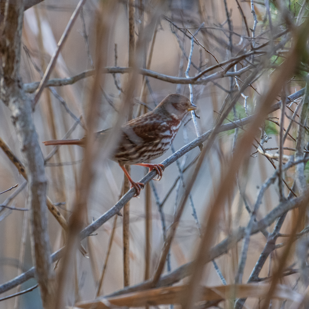 Fox Sparrow - Matt Altieri