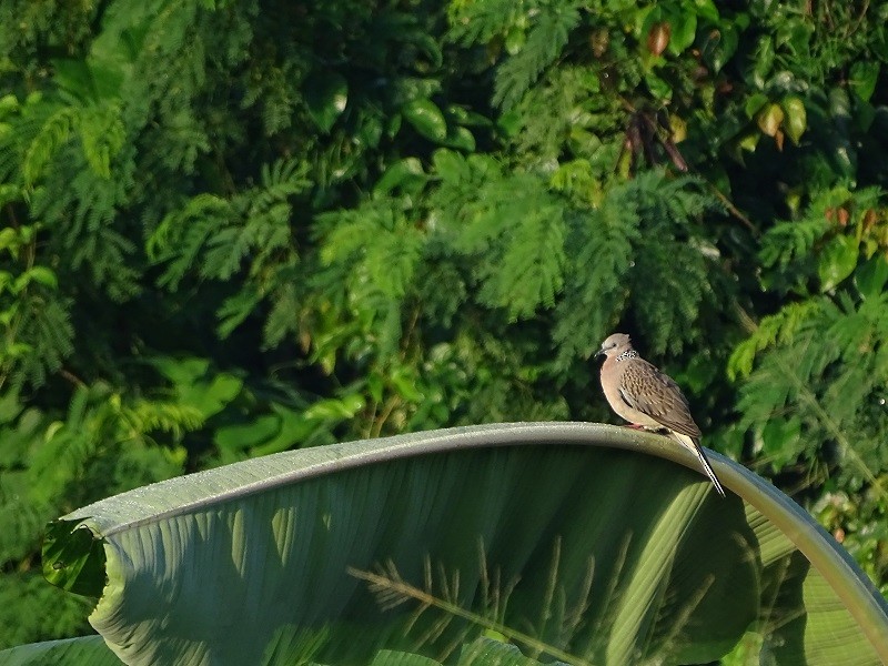 Spotted Dove (Eastern) - ML613452044