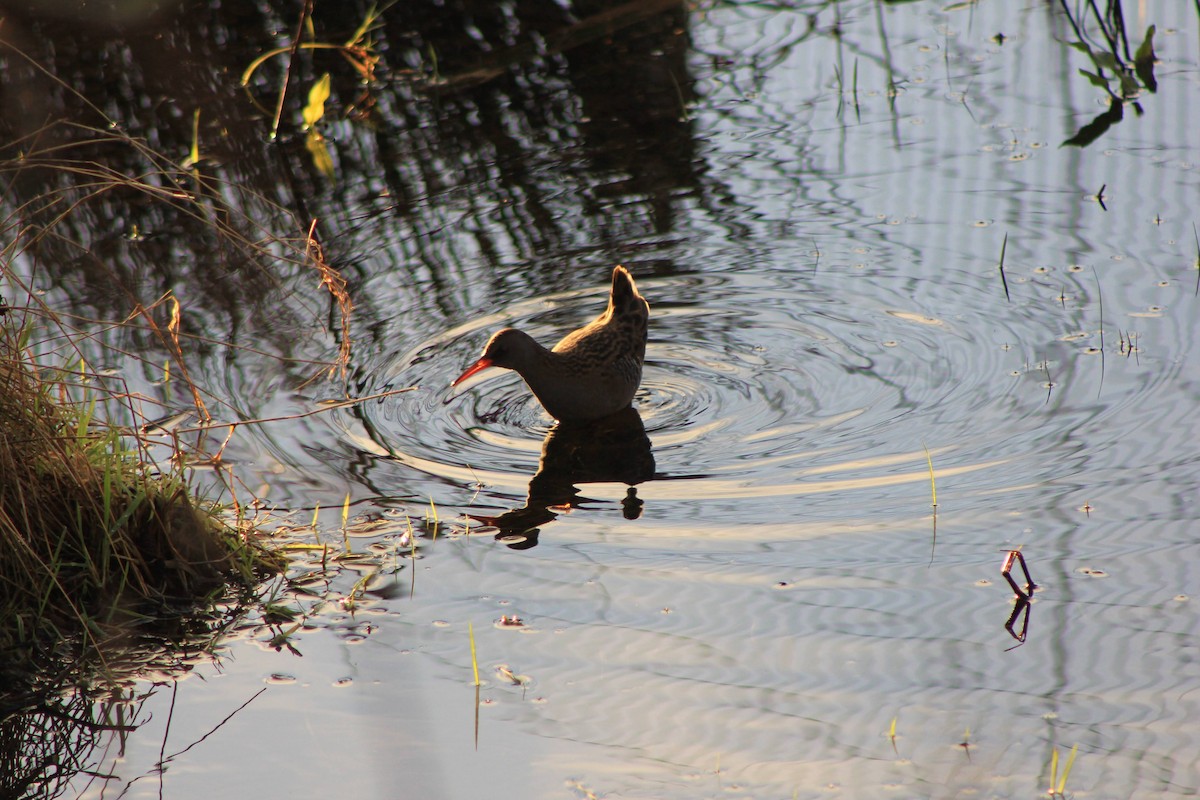 Water Rail - Edgar Joly