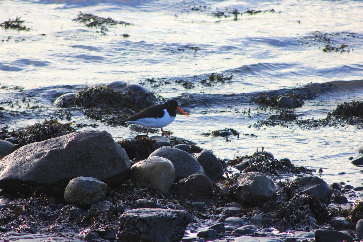 Eurasian Oystercatcher - Edgar Joly