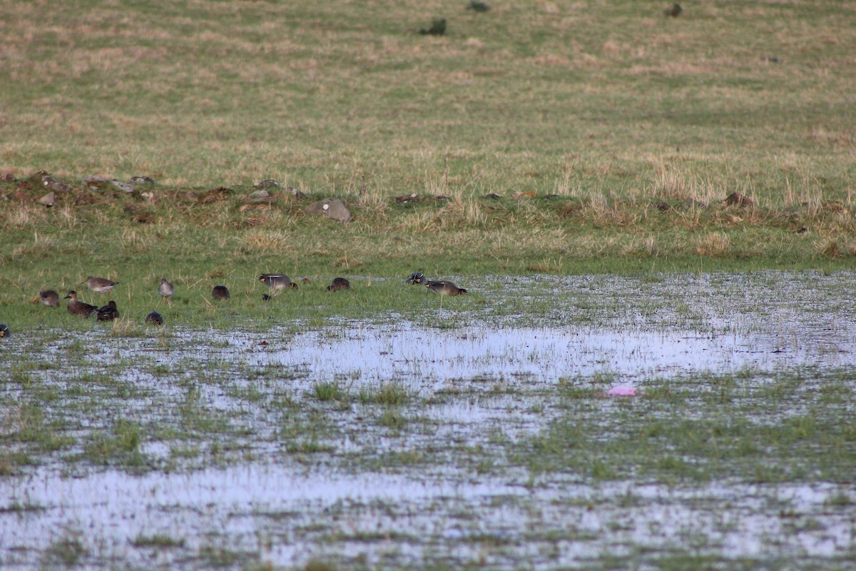 Green-winged Teal (Eurasian) - Edgar Joly