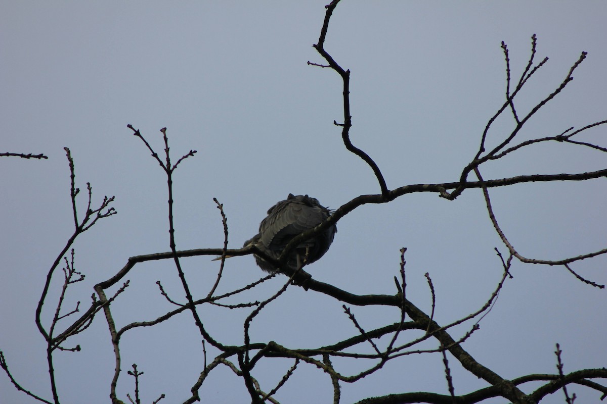 Gray Heron - ML613452091