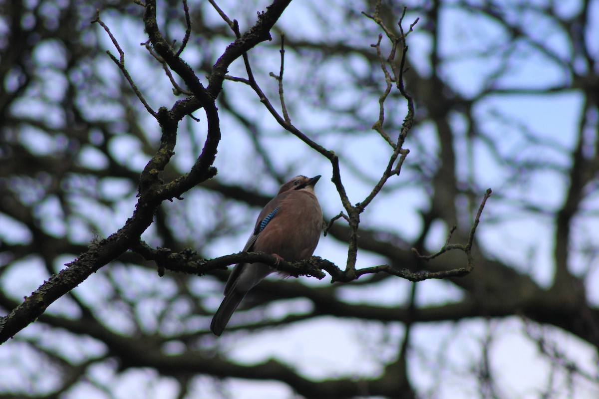 Eurasian Jay - ML613452107