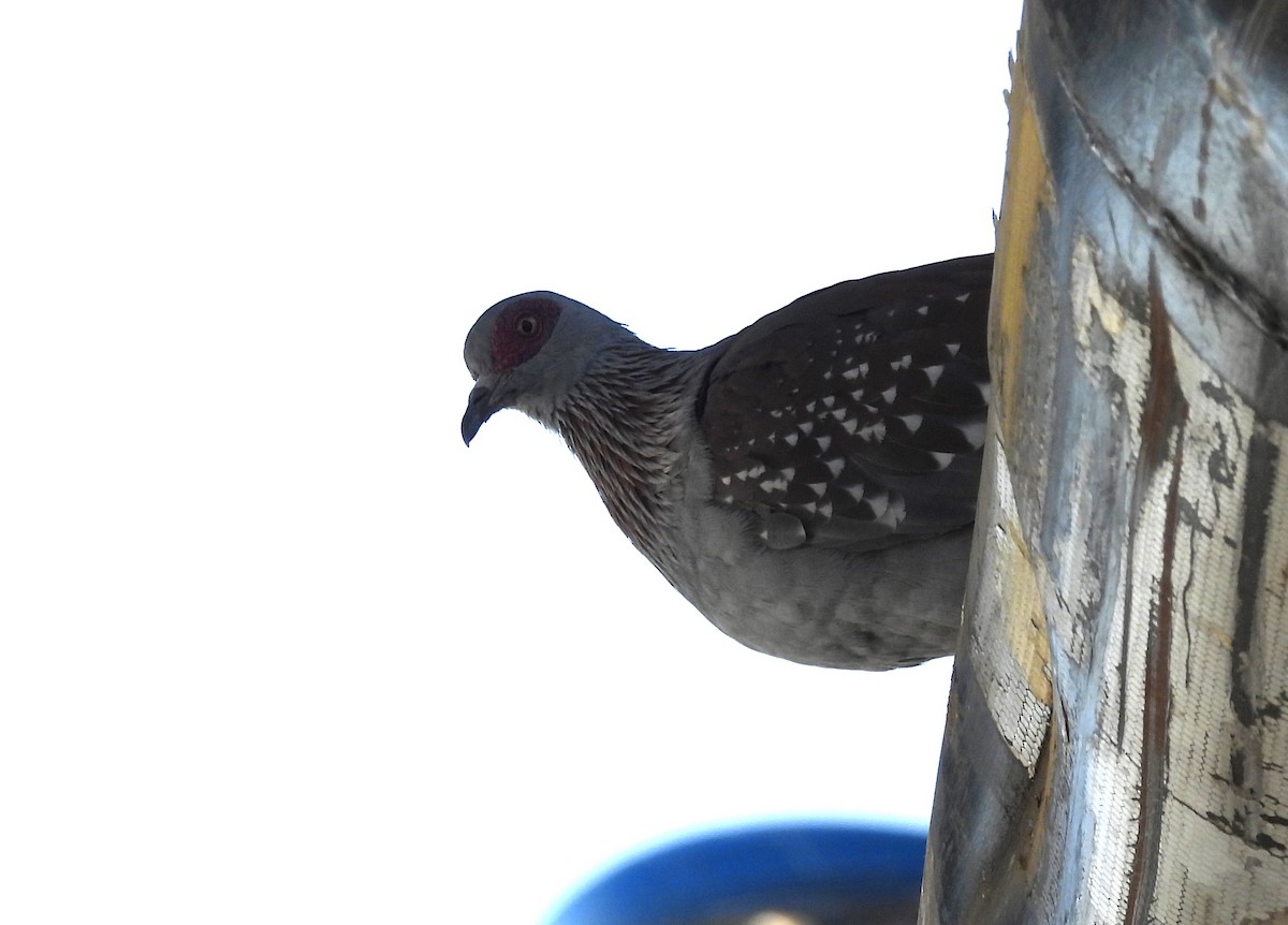 Speckled Pigeon - Mike Coulson