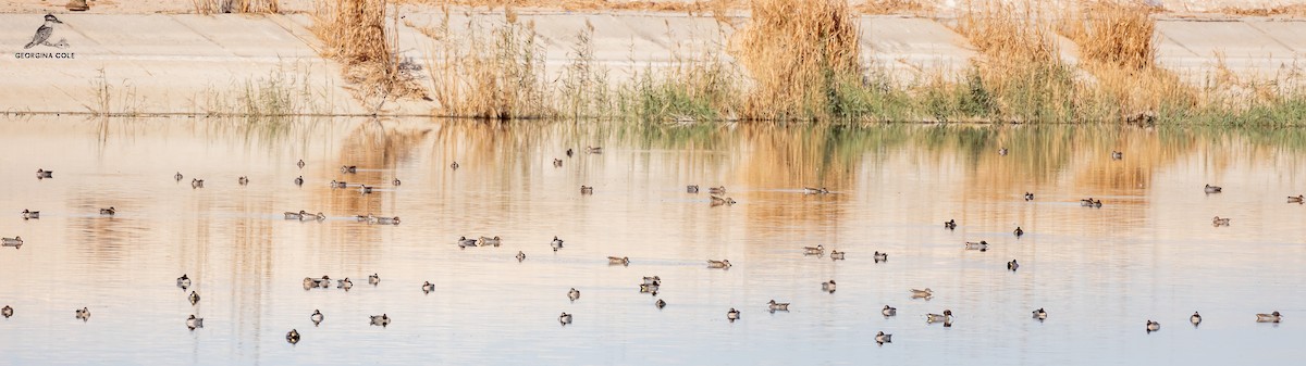 Green-winged Teal (Eurasian) - ML613452342