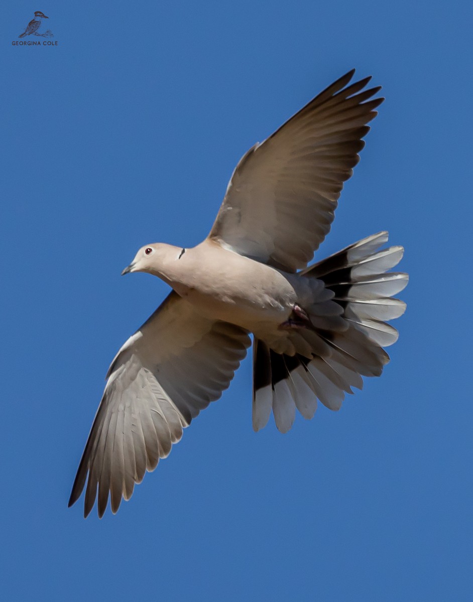 Eurasian Collared-Dove - ML613452384