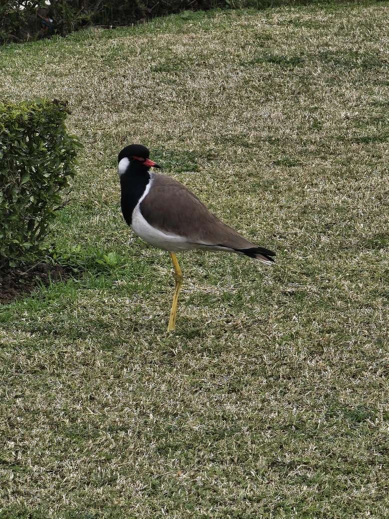 Red-wattled Lapwing - Sonia Patterson