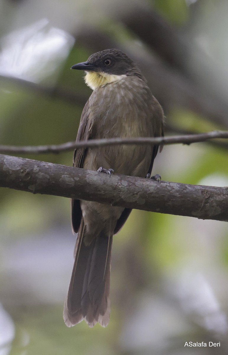 Bulbul à gorge claire (flavigula) - ML613452425