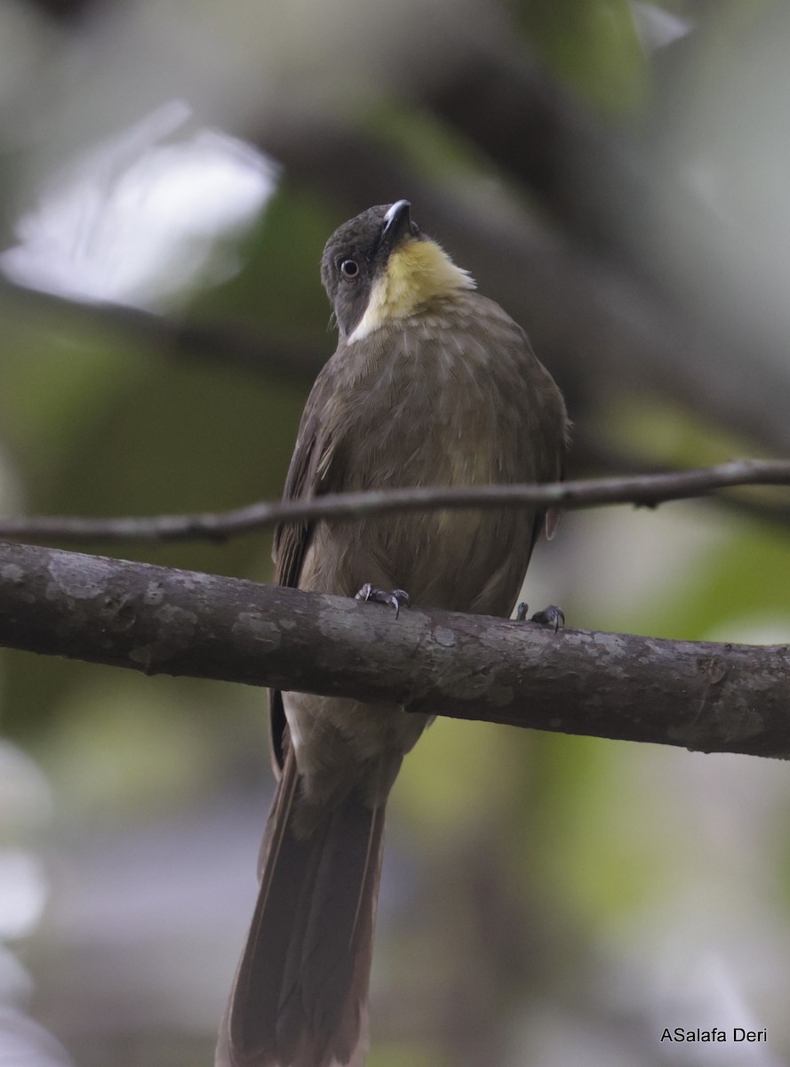 Bulbul à gorge claire (flavigula) - ML613452427