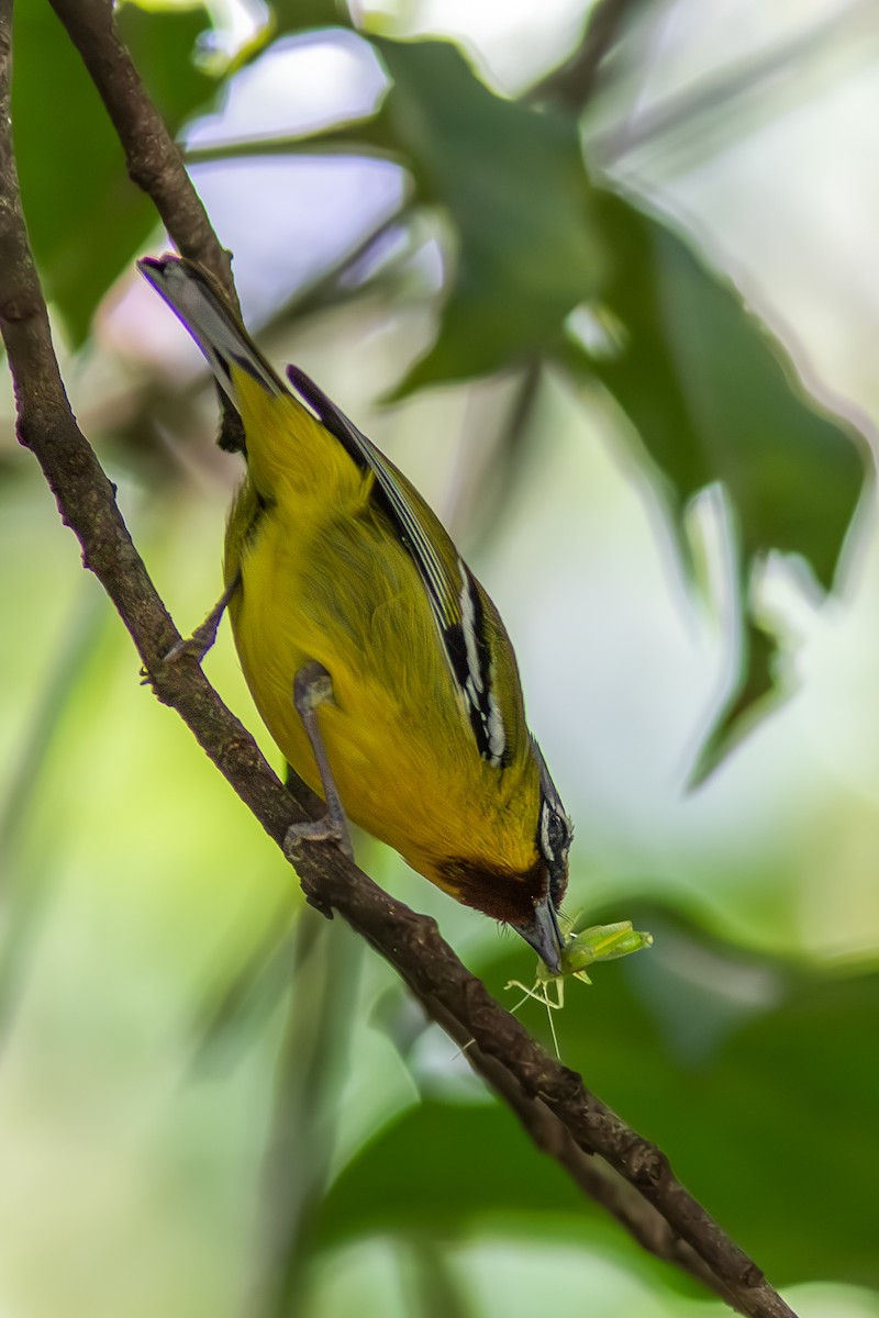 Vireo Alcaudón Trinador - ML613452437