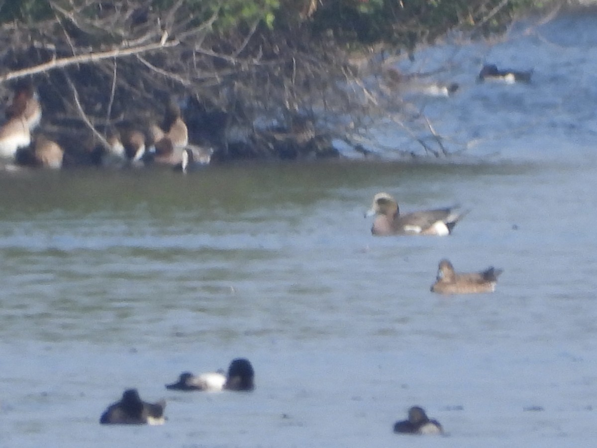 American Wigeon - ML613452464