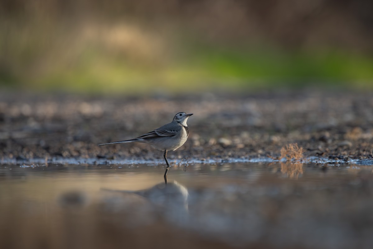 White Wagtail - Xenia Louverdi