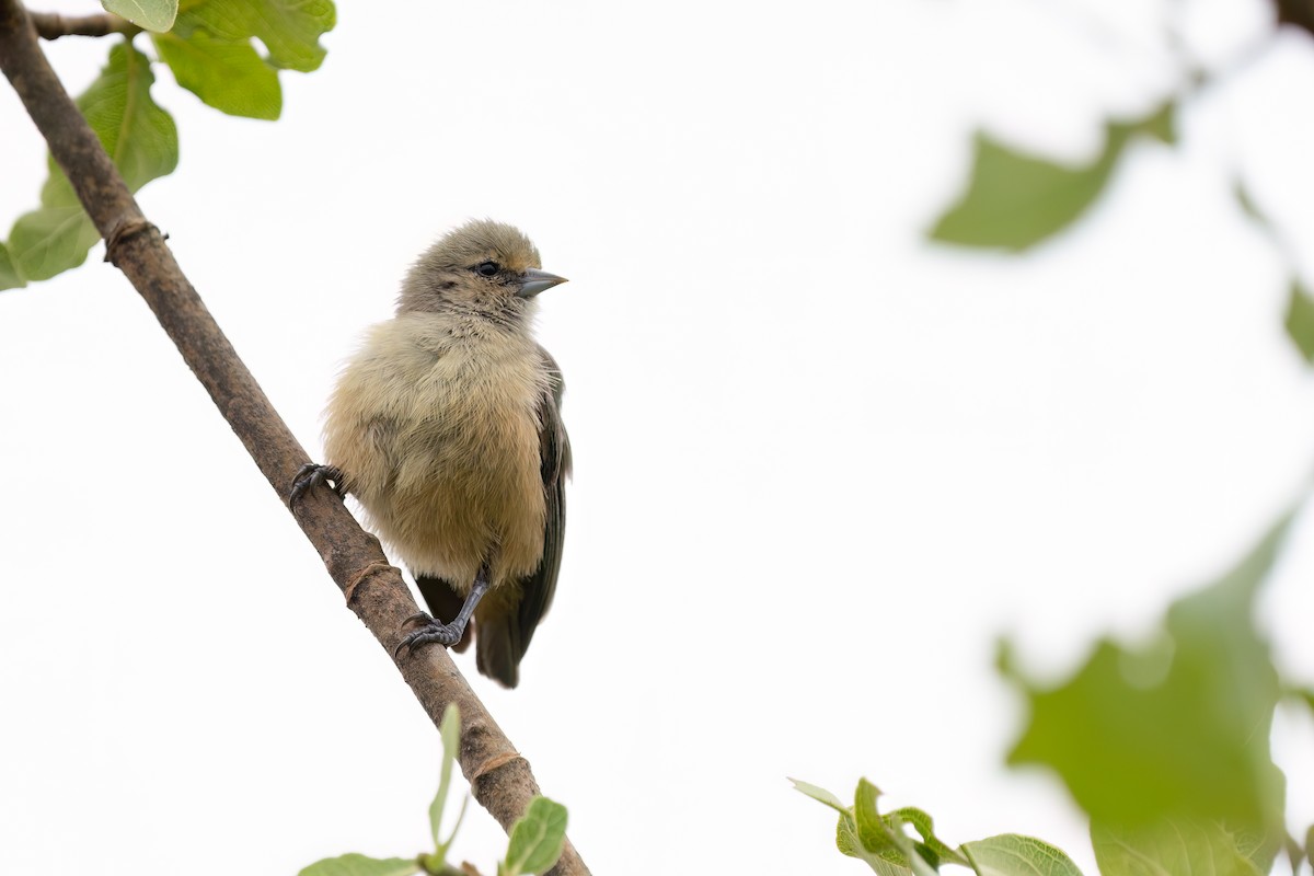African Penduline-Tit - ML613452557
