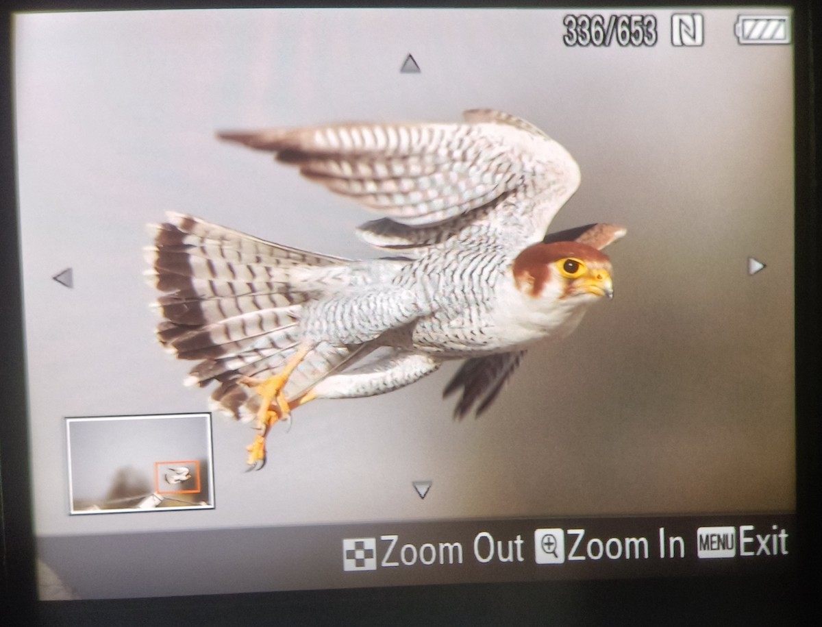 Red-necked Falcon - ML613452567