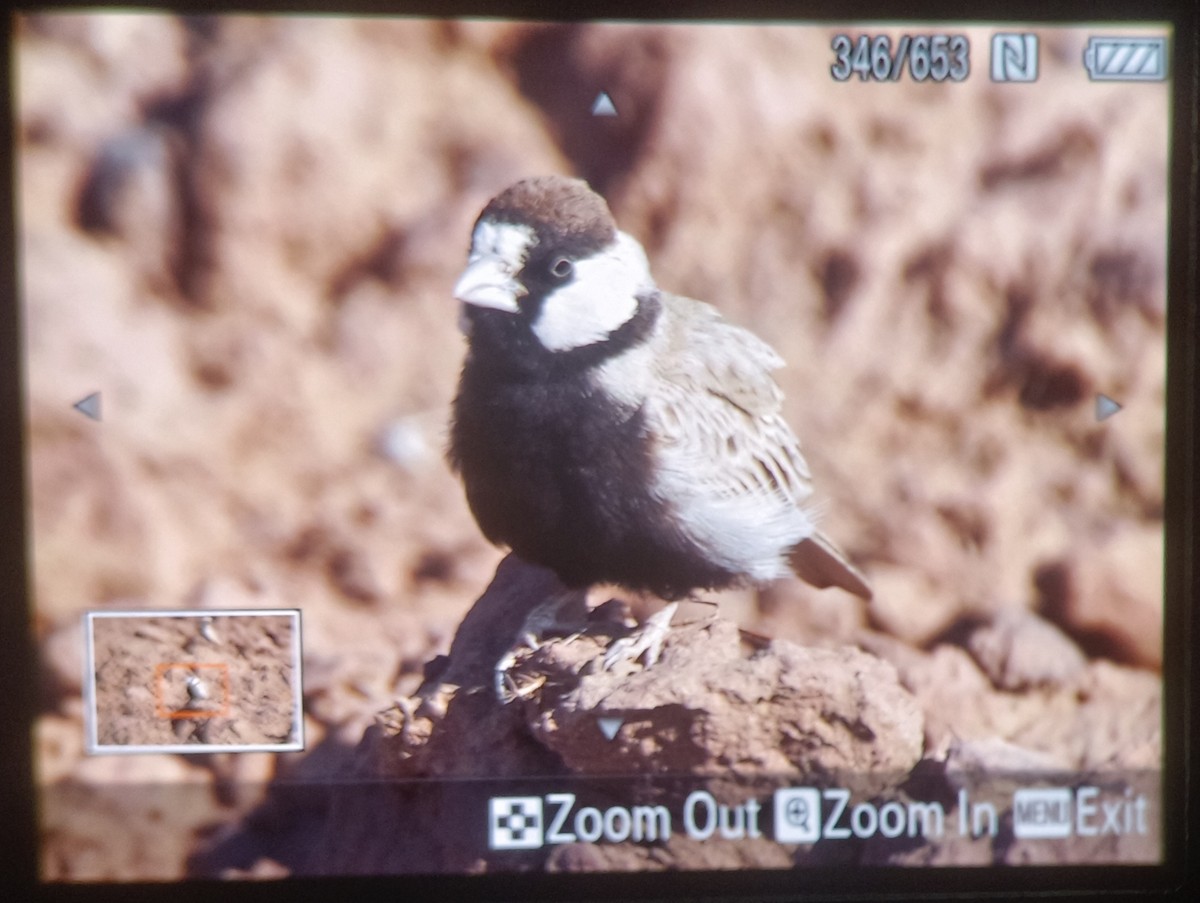 Black-crowned Sparrow-Lark - ML613452595