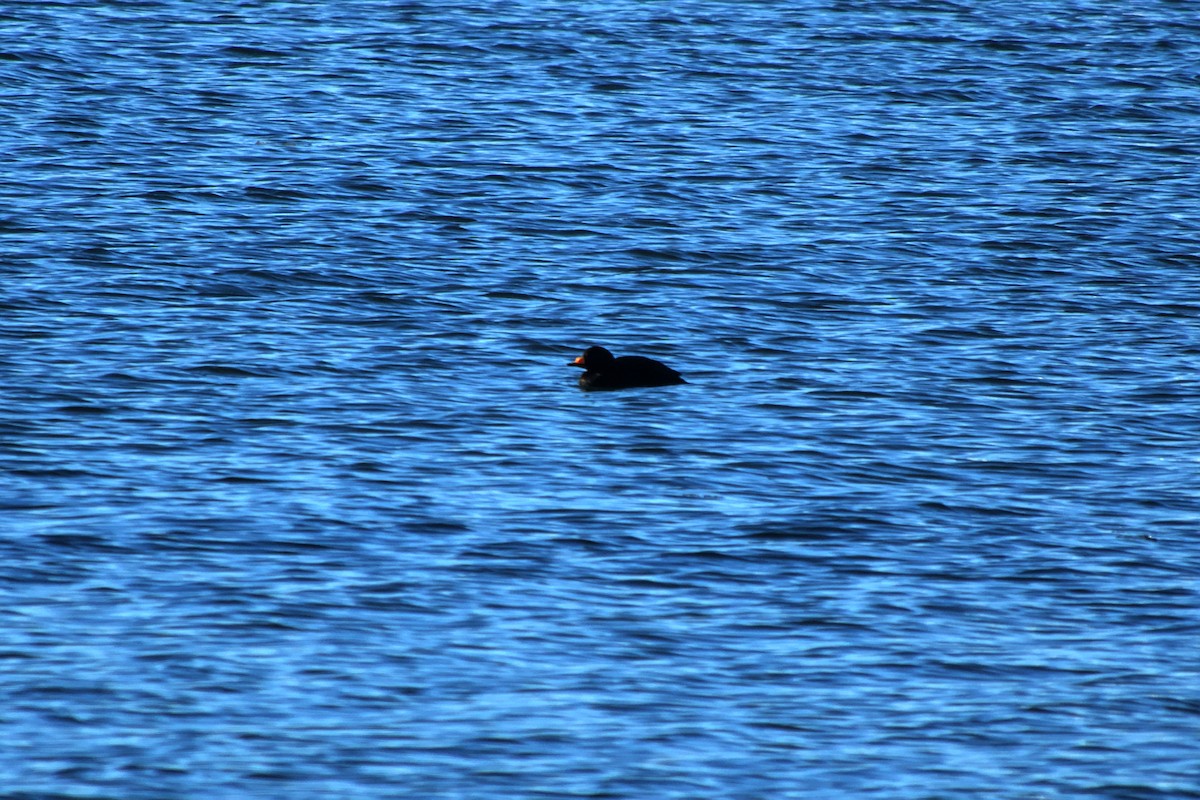 Black Scoter - ML613452602