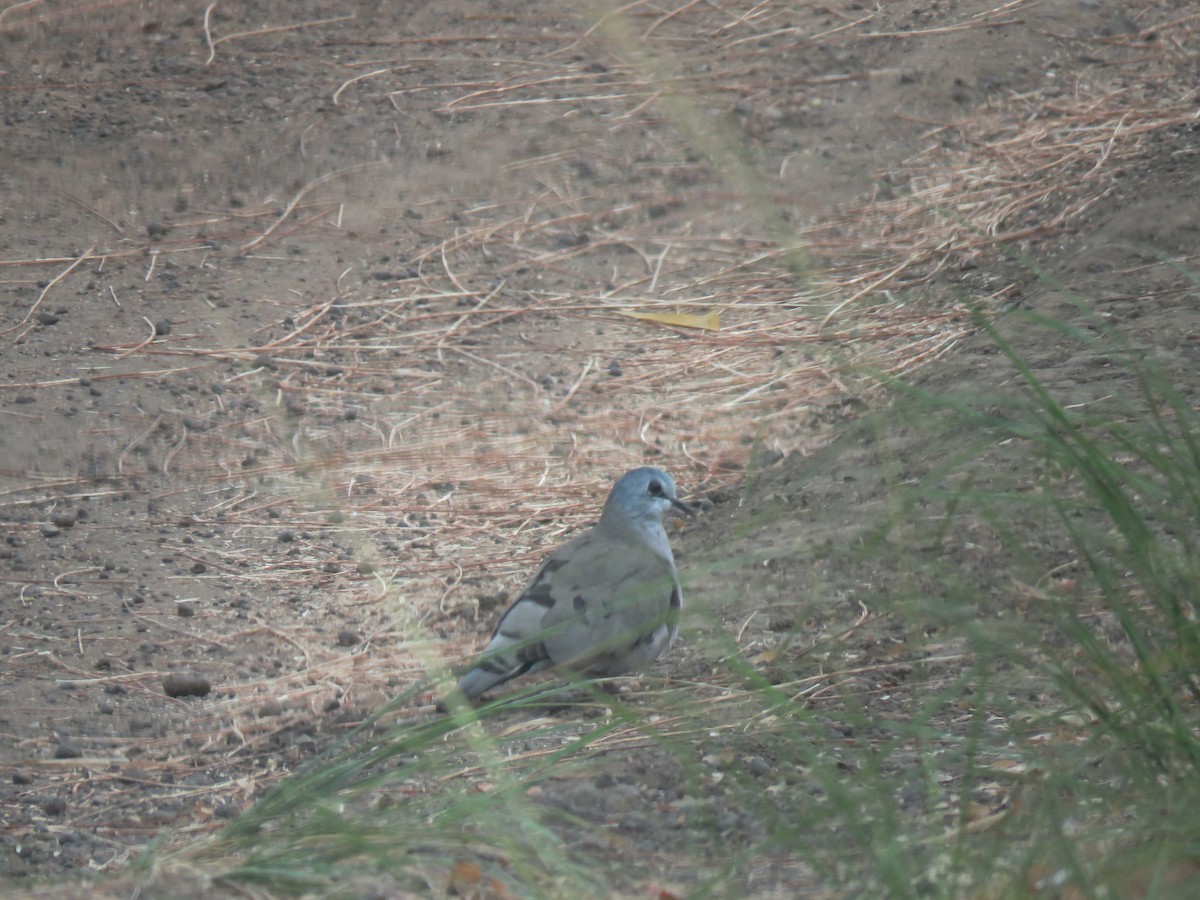 Black-billed Wood-Dove - Frederik Bexter