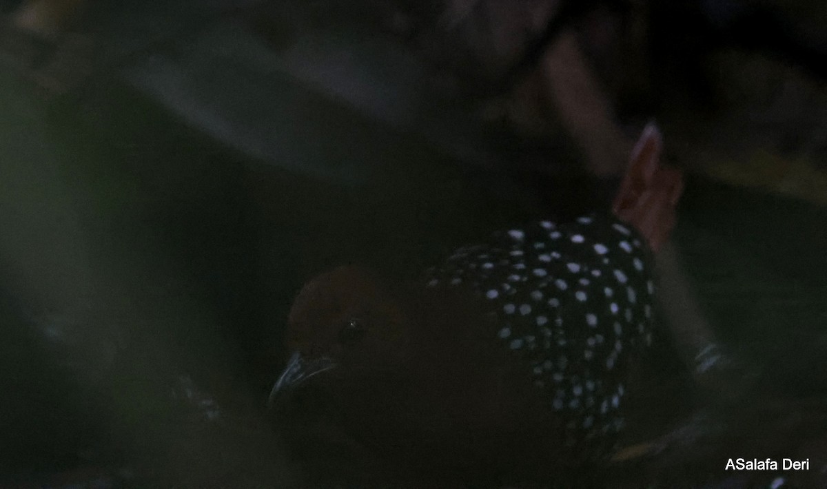 White-spotted Flufftail - Fanis Theofanopoulos (ASalafa Deri)