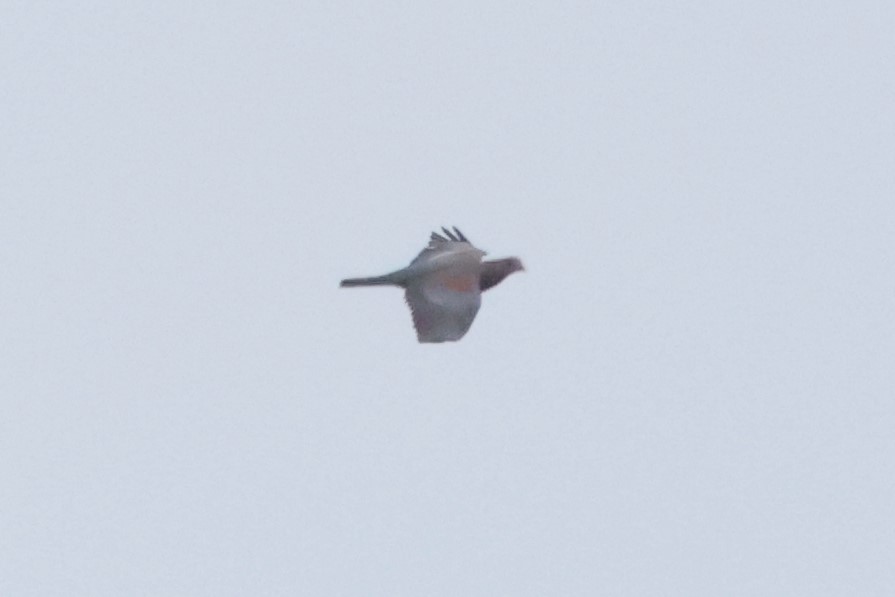 Red-billed Pigeon - ML613452867