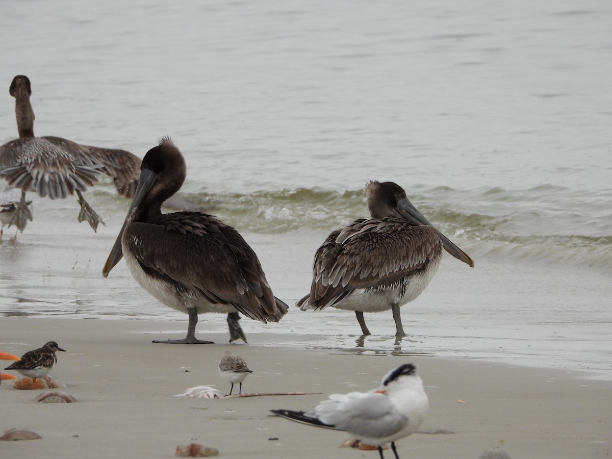 Brown Pelican - Cheri & Rich Phillips