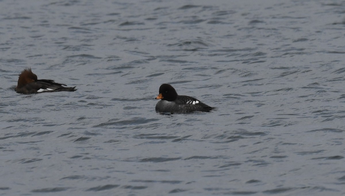 Barrow's Goldeneye - ML613452942