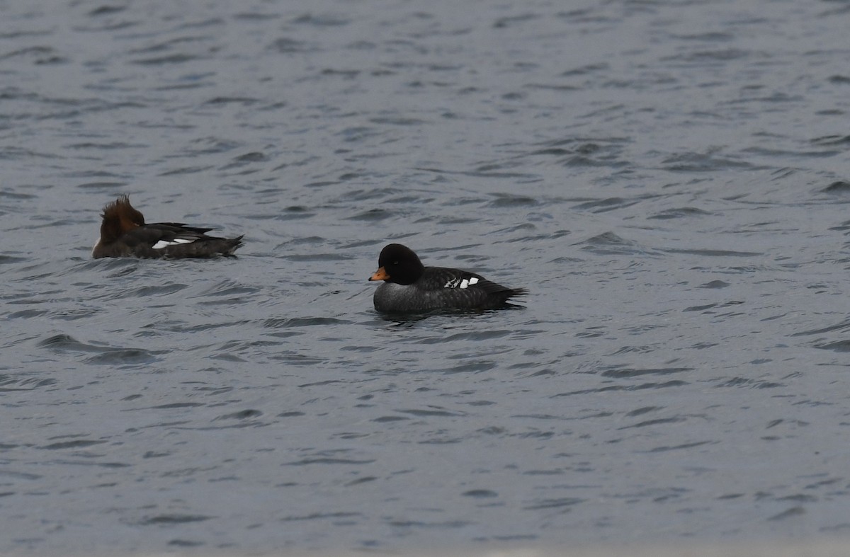 Barrow's Goldeneye - ML613452943