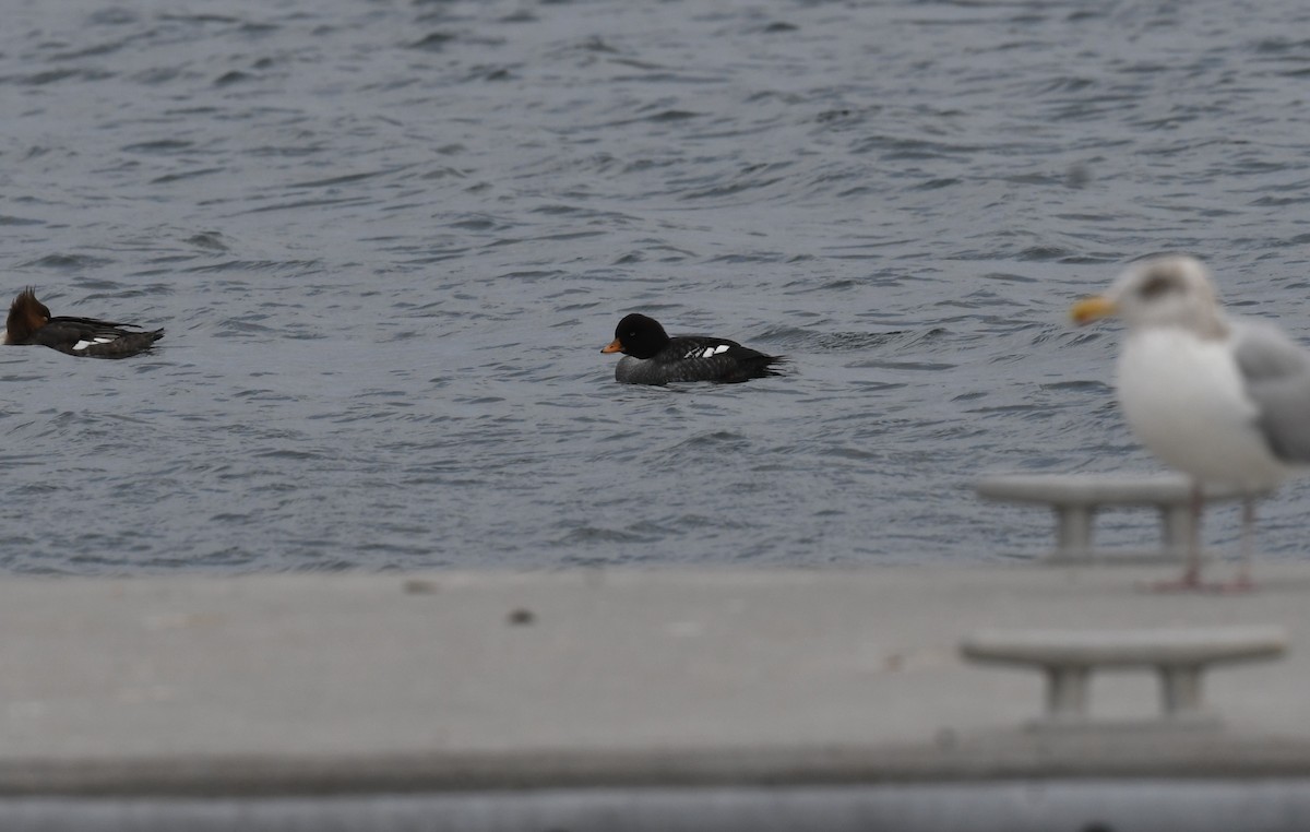 Barrow's Goldeneye - ML613452944