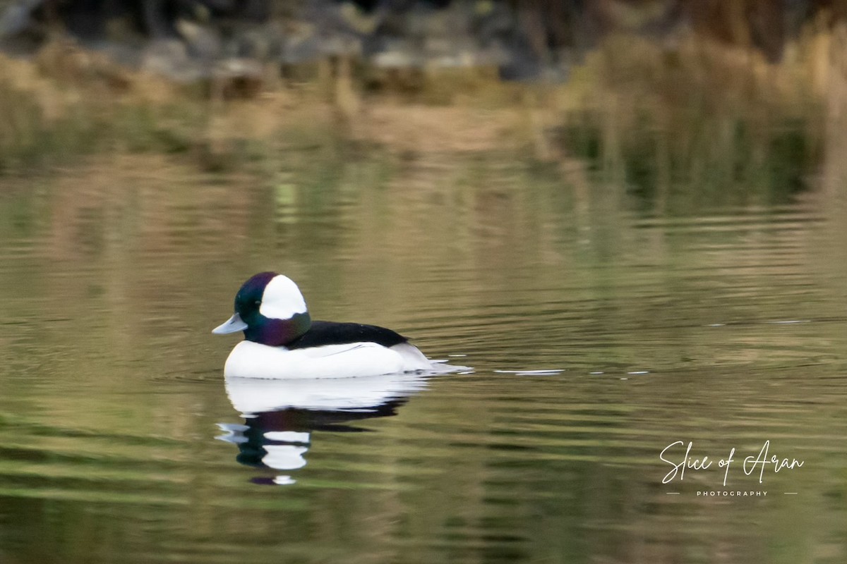 Bufflehead - ML613453008