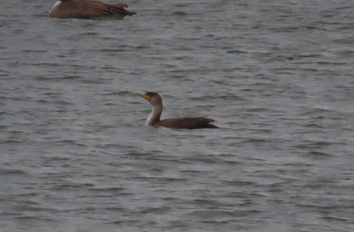 Double-crested Cormorant - ML613453022