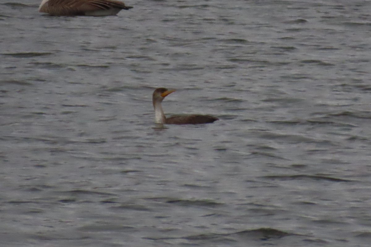 Cormoran à aigrettes - ML613453023