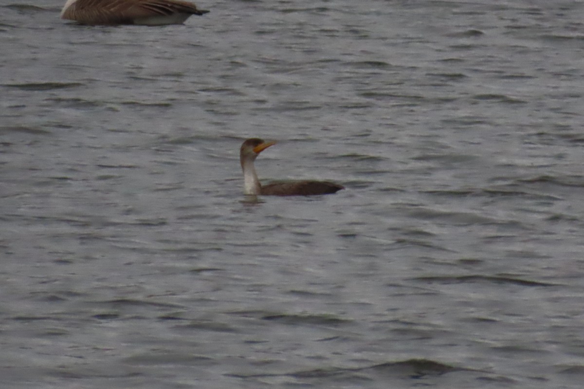 Double-crested Cormorant - Bennie Saylor