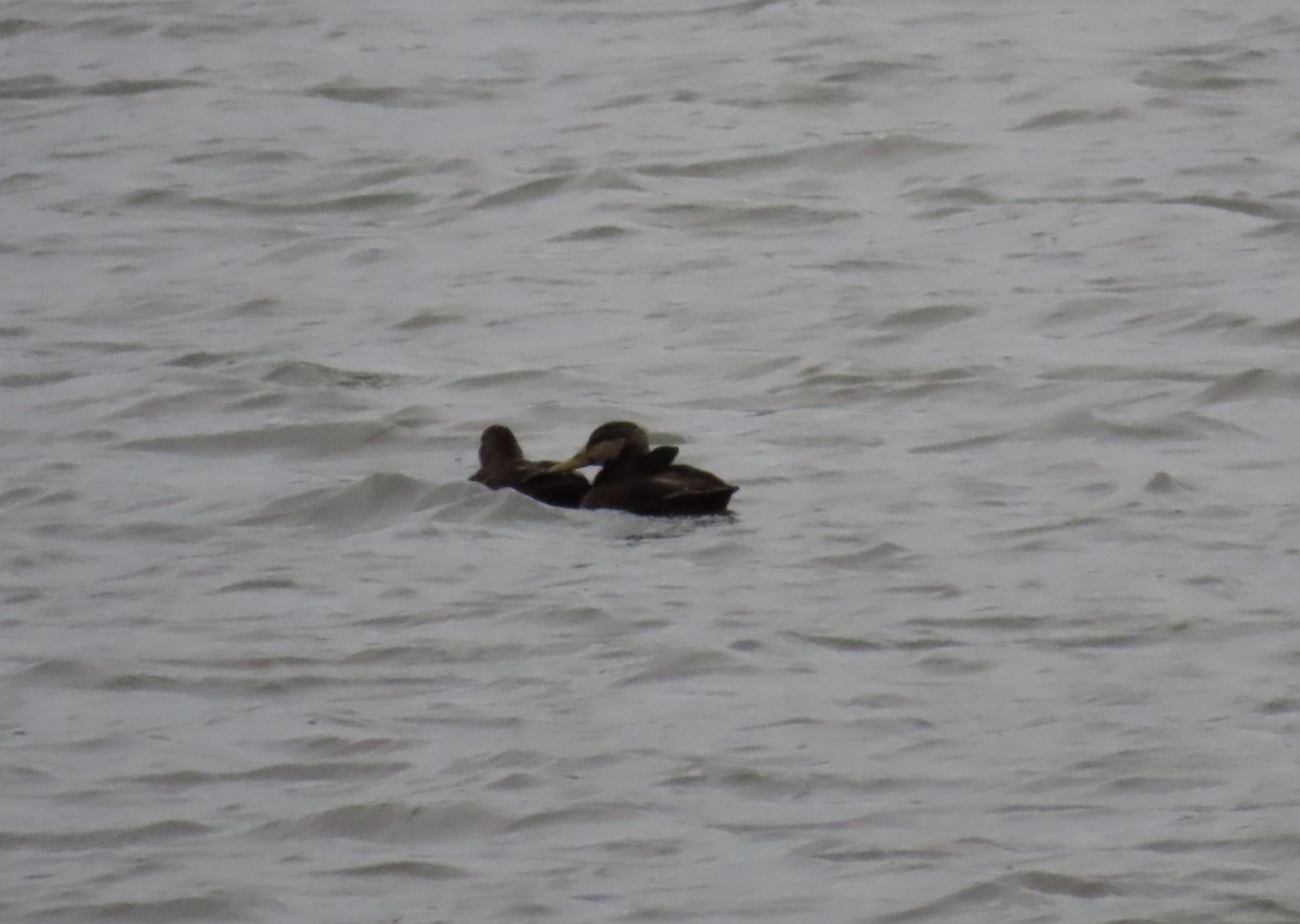 American Black Duck - ML613453027