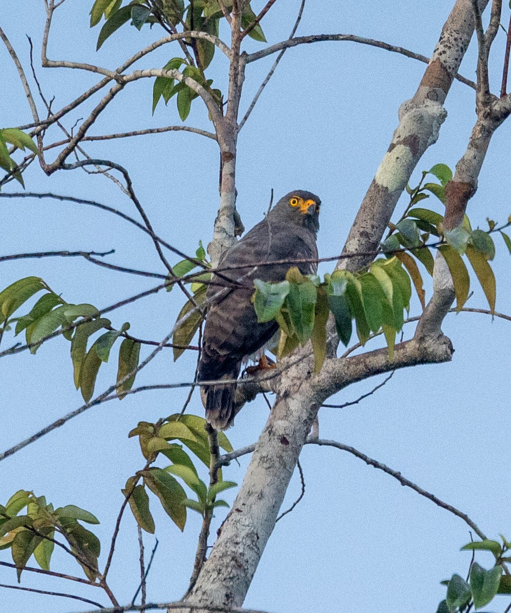 Roadside Hawk - ML613453051