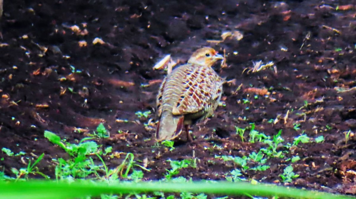 Gray Francolin - ML613453127