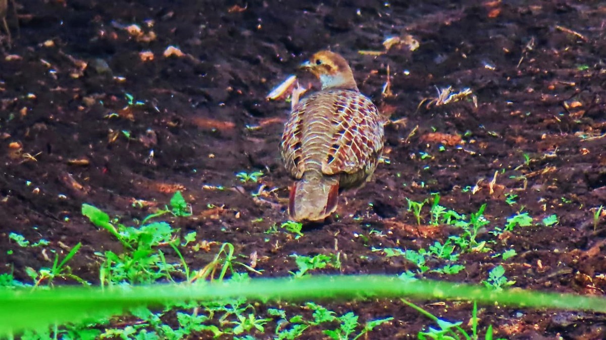 Gray Francolin - ML613453128