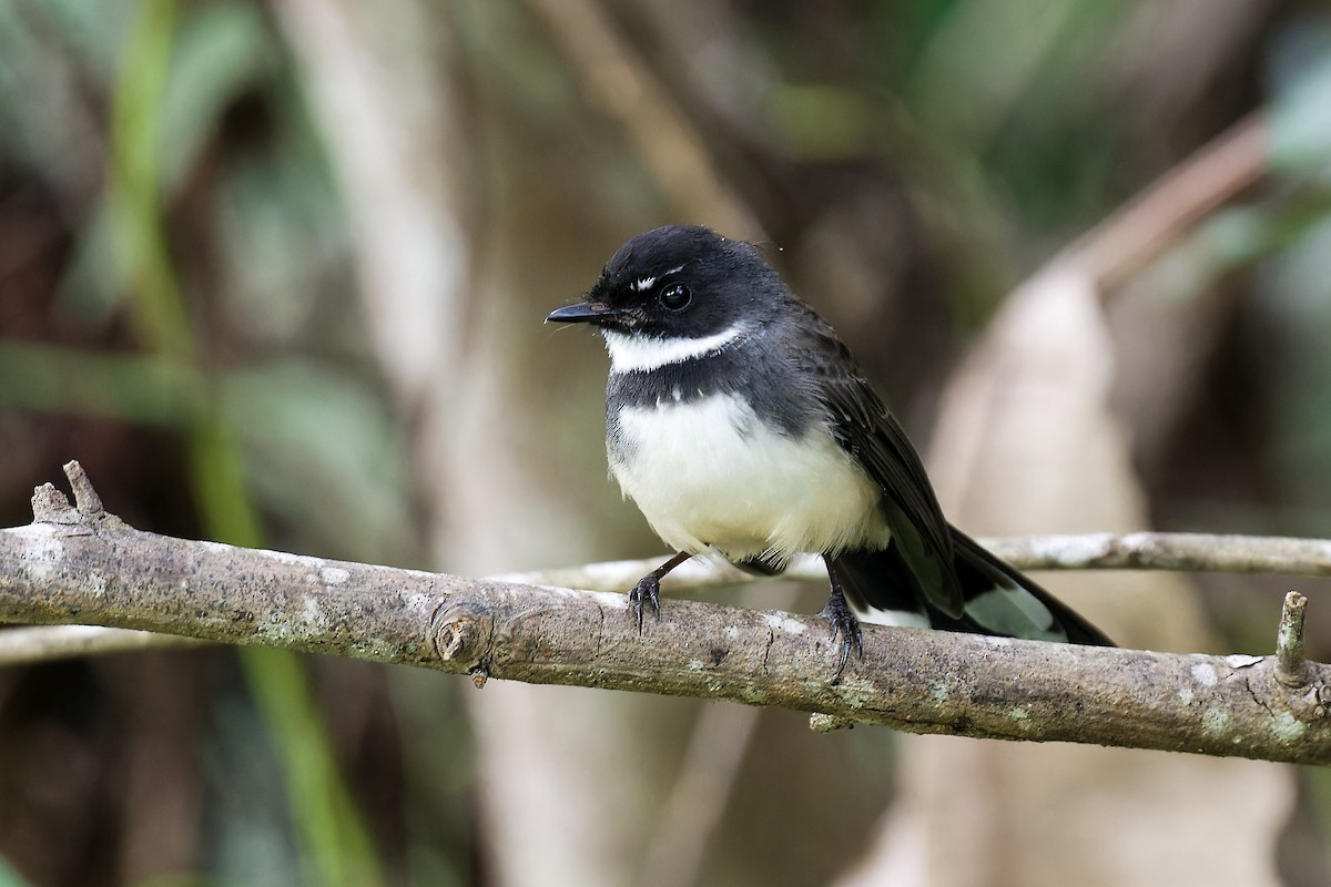 Malaysian Pied-Fantail - ML613453182