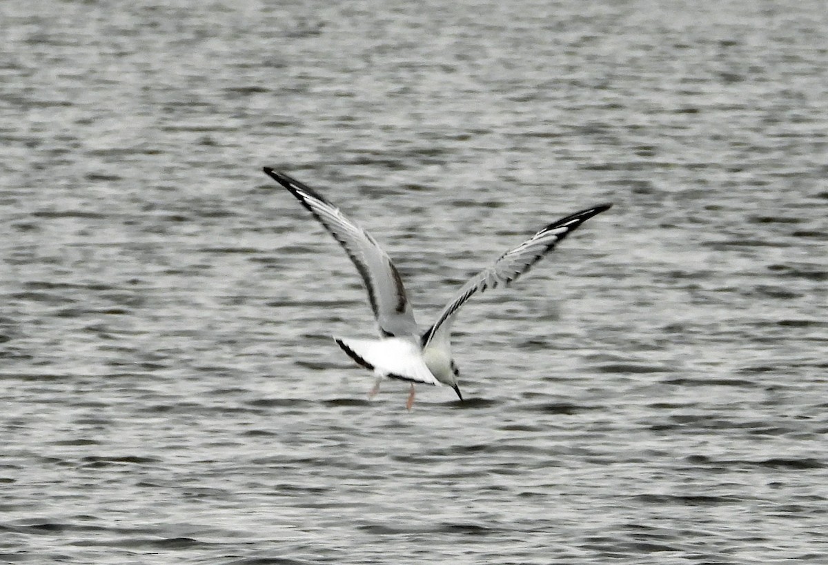 Bonaparte's Gull - ML613453225