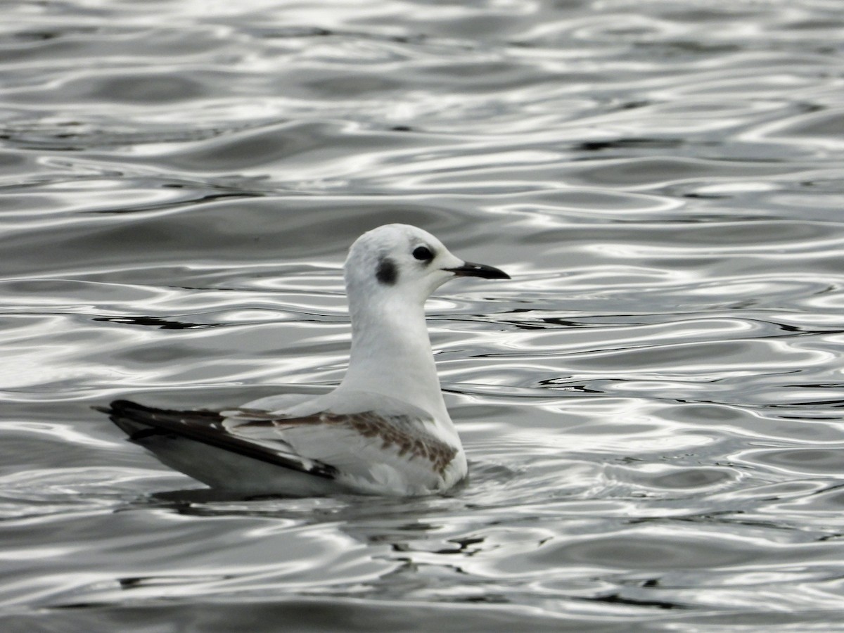 Bonaparte's Gull - ML613453228