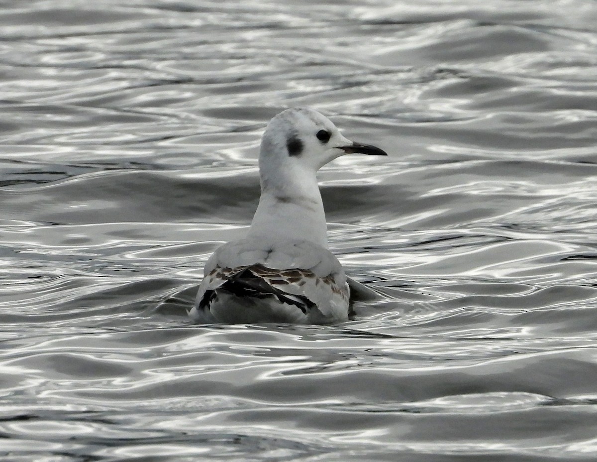 Bonaparte's Gull - ML613453231