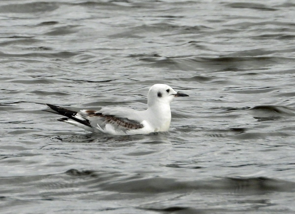 Bonaparte's Gull - ML613453233