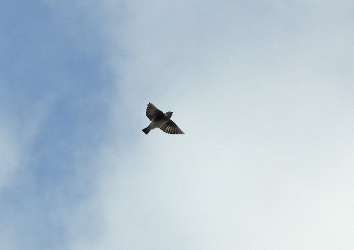 Northern Rough-winged Swallow - ML613453241