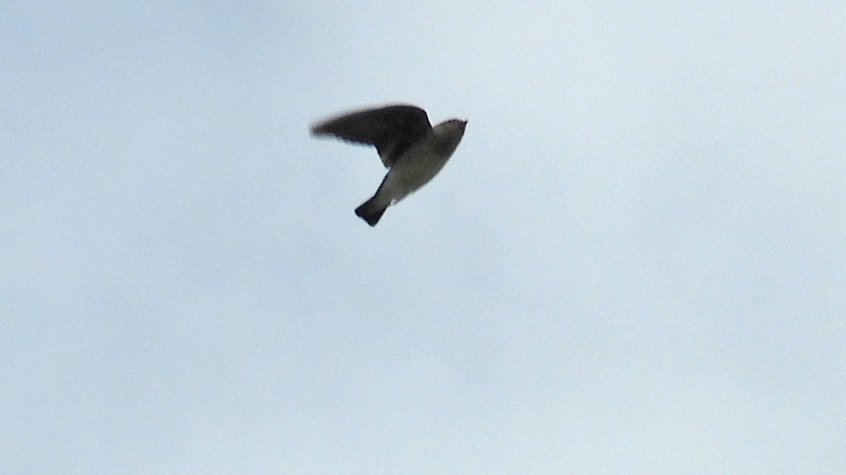 Northern Rough-winged Swallow - Jennifer Coulson