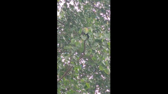 Green-billed Malkoha - ML613453363